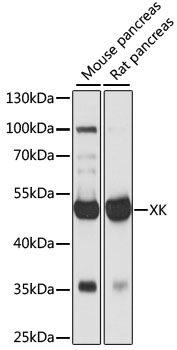 XK Polyclonal Antibody