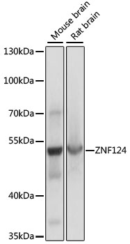 ZNF124 Polyclonal Antibody