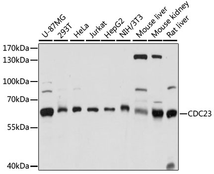 CDC23 Polyclonal Antibody