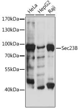 Sec23B Polyclonal Antibody