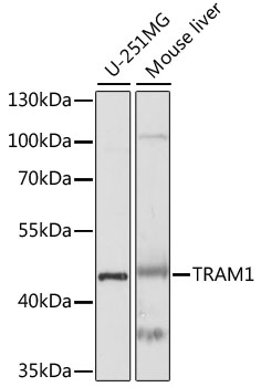 TRAM1 Polyclonal Antibody