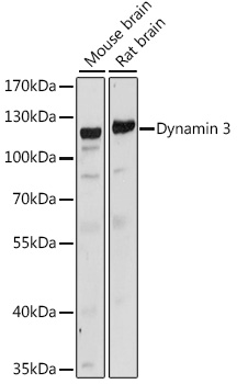 Dynamin 3 Polyclonal Antibody
