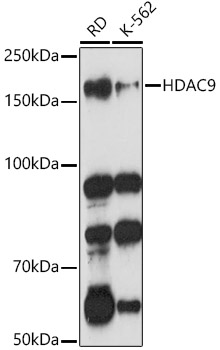 HDAC9 Polyclonal Antibody