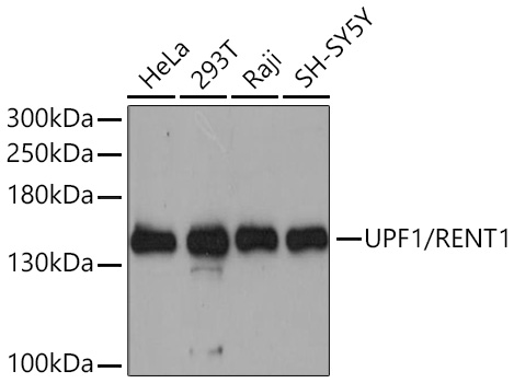 UPF1/RENT1 Polyclonal Antibody