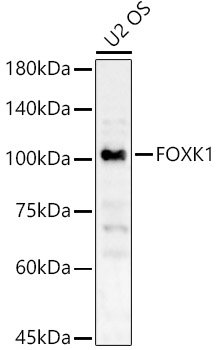 FOXK1 Polyclonal Antibody