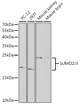 SUMO2/3 Polyclonal Antibody