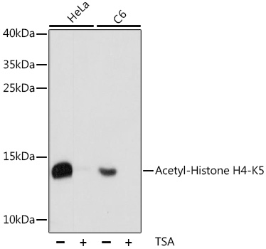 Acetyl-Histone H4-K5 Polyclonal Antibody&nbsp;<img src="images/icon_newarrival.gif" alt="new" border="0">