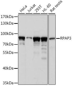 RPAP3 Polyclonal Antibody