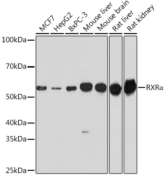 RXRa Polyclonal Antibody