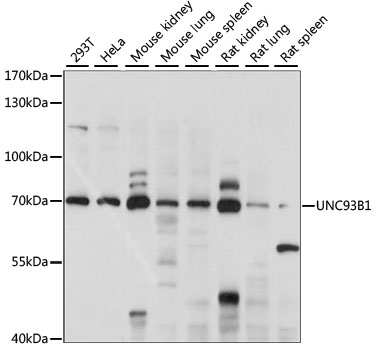 UNC93B1 Polyclonal Antibody