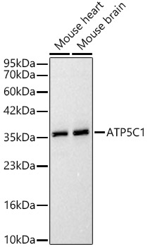 ATP5C1 Polyclonal Antibody