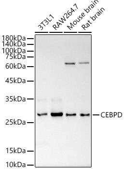 CEBP Delta/CEBPD Polyclonal Antibody