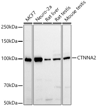 CTNNA2 Polyclonal Antibody