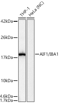 AIF1/IBA1 Polyclonal Antibody
