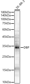DBP Polyclonal Antibody