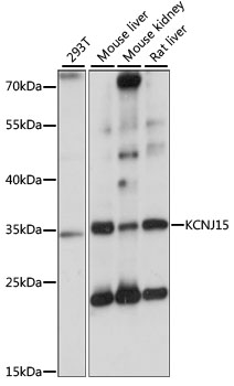 KCNJ15 Polyclonal Antibody
