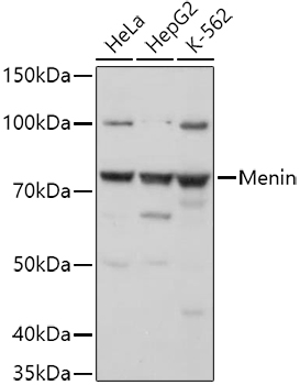 Menin Polyclonal Antibody