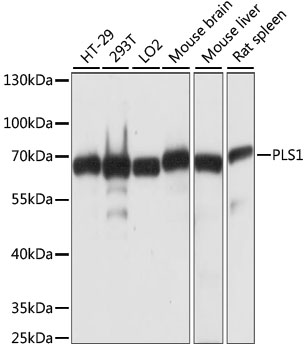 PLS1 Polyclonal Antibody