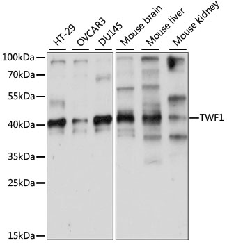 TWF1 Polyclonal Antibody