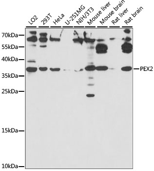 PEX2 Polyclonal Antibody
