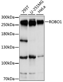 ROBO1 Polyclonal Antibody
