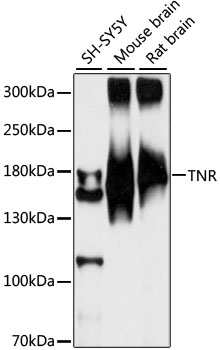 TNR Polyclonal Antibody