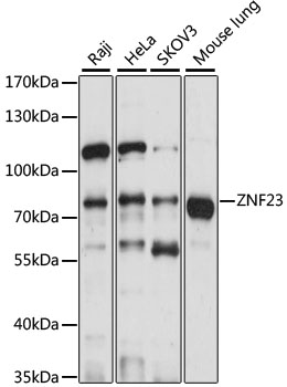 ZNF23 Polyclonal Antibody