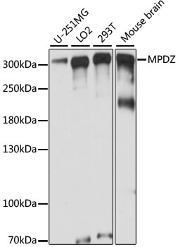 MPDZ Polyclonal Antibody