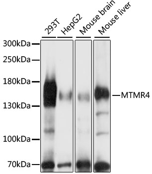 MTMR4 Polyclonal Antibody