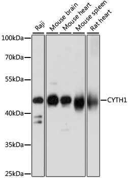 CYTH1 Polyclonal Antibody