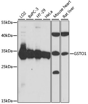 GSTO1 Polyclonal Antibody