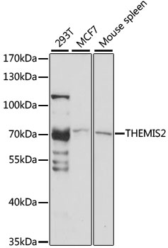 THEMIS2 Polyclonal Antibody