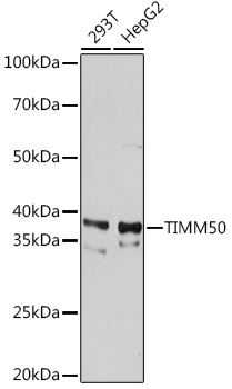 TIMM50 Monoclonal Antibody [0W6J4]