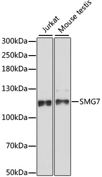 SMG7 Polyclonal Antibody