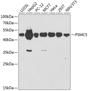 PSMC5 Polyclonal Antibody
