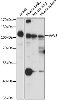 VAV3 Polyclonal Antibody