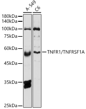 TNFR1/TNFRSF1A Polyclonal Antibody