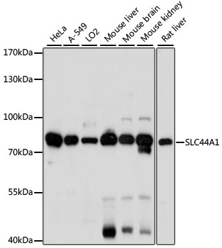 SLC44A1 Polyclonal Antibody