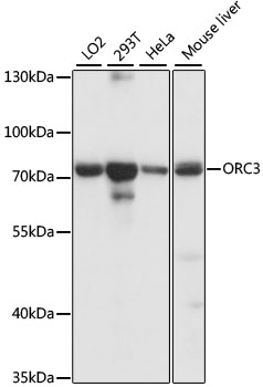 ORC3 Polyclonal Antibody