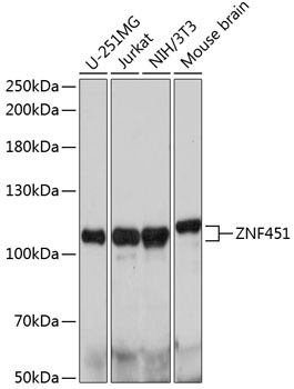 ZNF451 Polyclonal Antibody