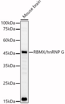 RBMX/hnRNP G Polyclonal Antibody
