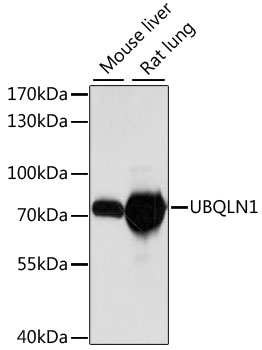 UBQLN1 Polyclonal Antibody