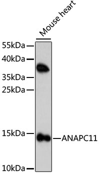 ANAPC11 Polyclonal Antibody