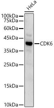 CDK6 Polyclonal Antibody