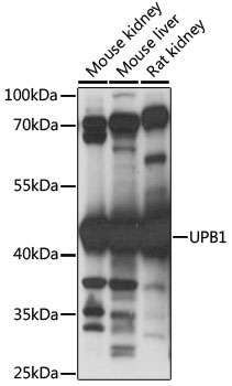 UPB1 Polyclonal Antibody