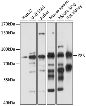 PXK Polyclonal Antibody