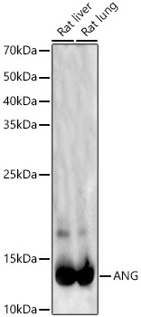 ANG Polyclonal Antibody