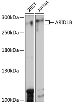 ARID1B Polyclonal Antibody