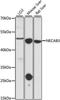 NECAB3 Polyclonal Antibody