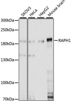 RAPH1 Polyclonal Antibody